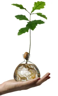Keimglas Ilex