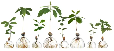 Keimglas Ilex
